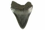 Fossil Megalodon Tooth - Serrated Blade #130806-1
